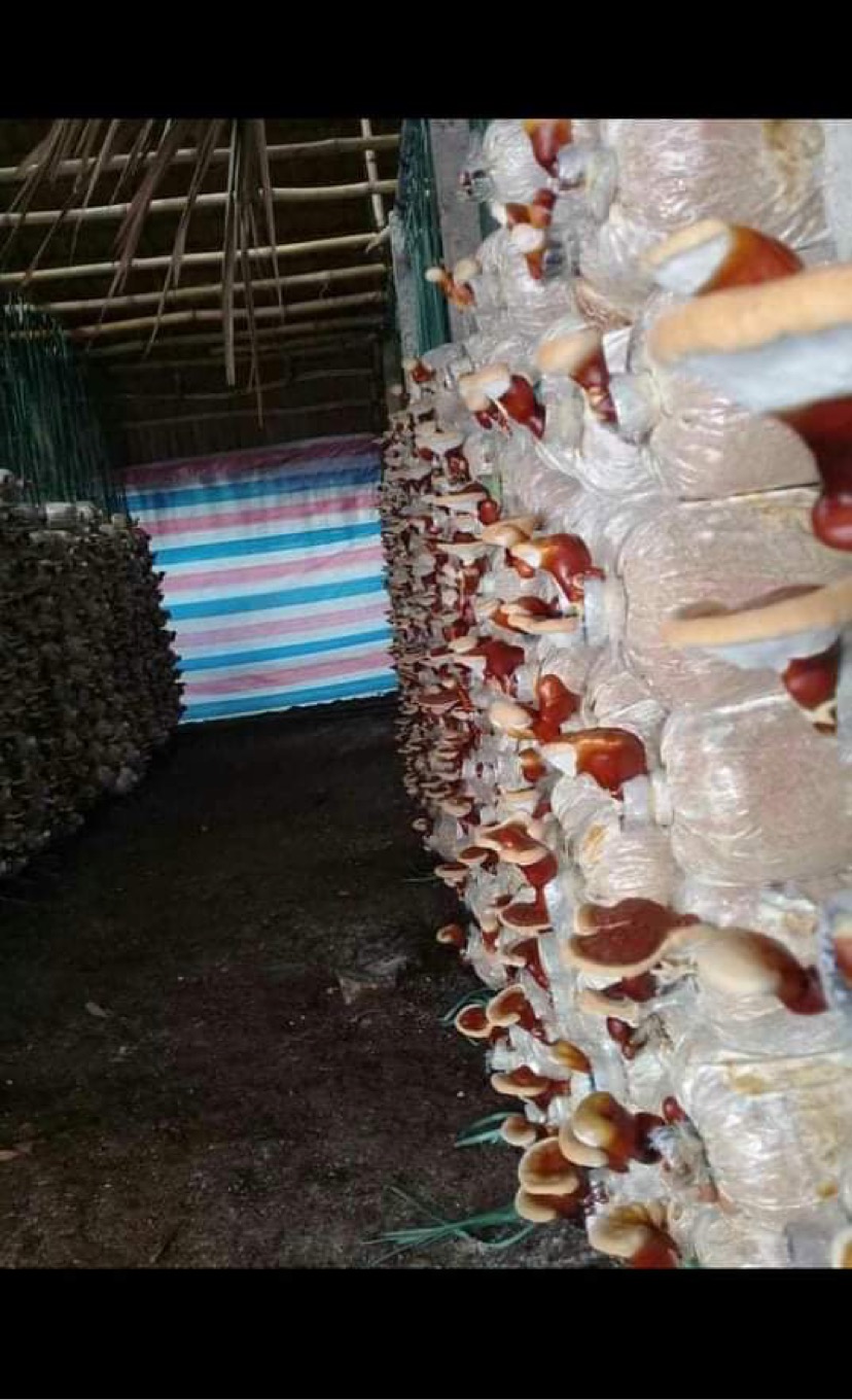 NẤM LINH CHI NGUYÊN TAI 81FARM NGUYÊN BÀO TỬ 100 G