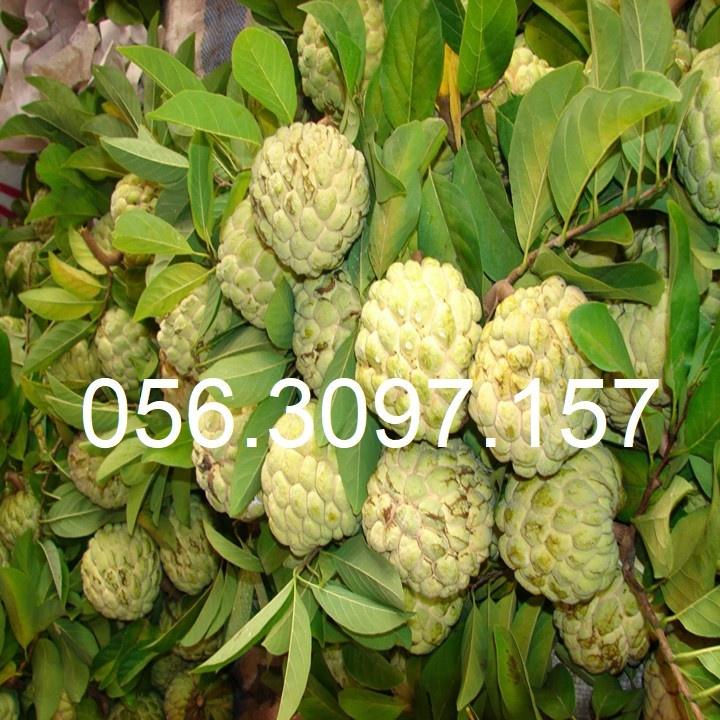HÀNG GIỐNG CHUẨN Cây Na Dai Lạng Sơn - Cây Ăn Quả - H2O Farm