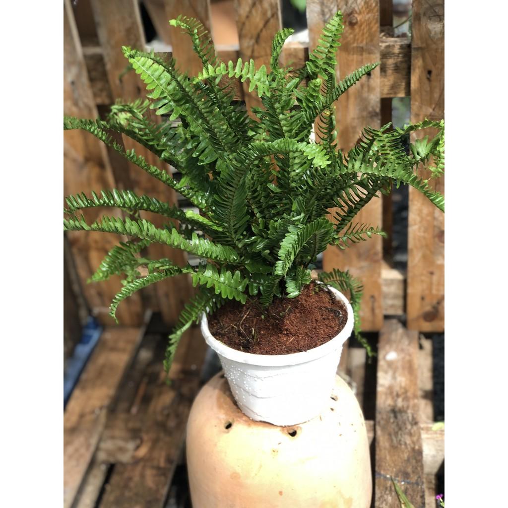 Chậu cây Dương Xỉ