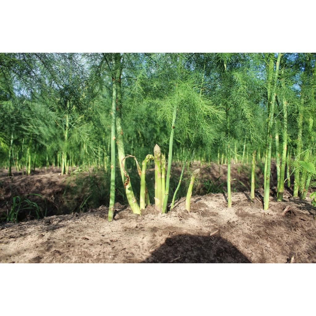 Hạt giống măng tây xanh F1