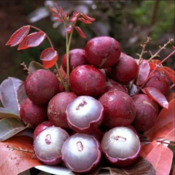 Cây ăn quả - nhãn tím