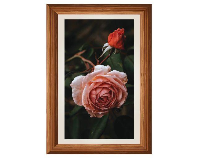 Tranh dán tường hoa hồng 147_56cm x 80cm