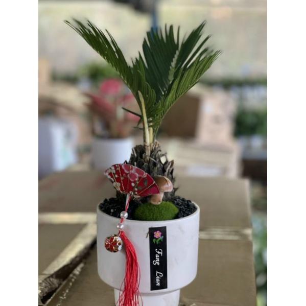 Chậu cây vạn tuế