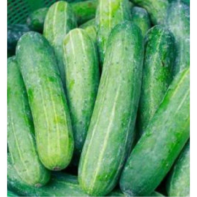 Hạt Giống Dưa chuột nếp ta cao sản F1 KNS3333 – Gói 10Hạt