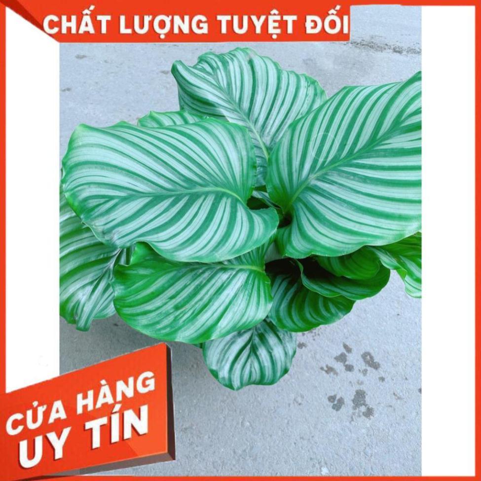Cây Đuôi Công Táo Xanh Lá To Tròn