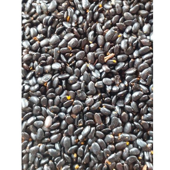 Hạt giống keo tai tượng úc trồng rừng, túi 50 gram