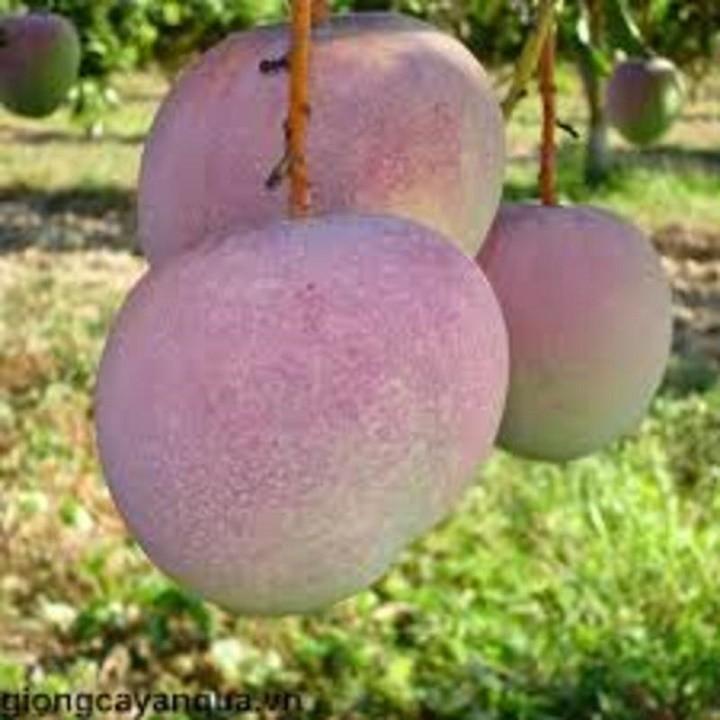 CÂY GIỐNG XOÀI TÍM SIÊU QUẢ
