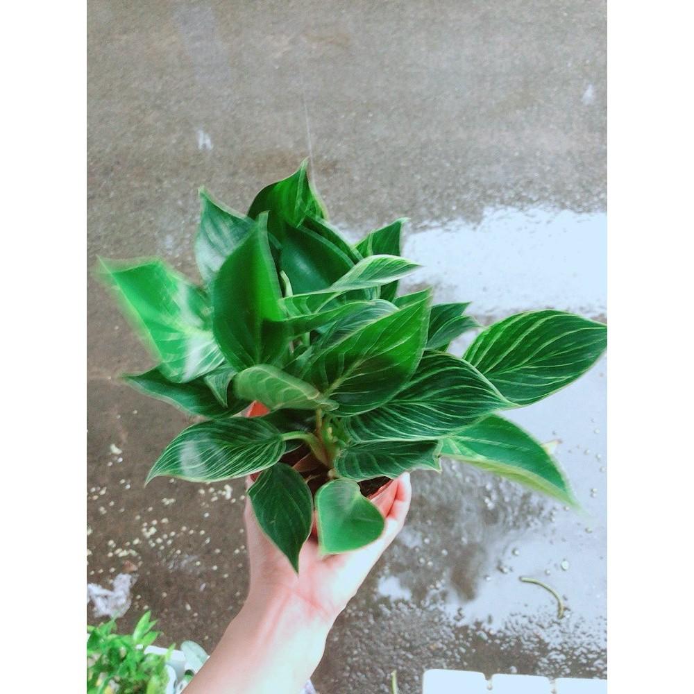Cây Trầu Bà Cẩm Thạch Hay Trầu Bà Kim Cương Hoặc PHILODENDRON BIRKIN