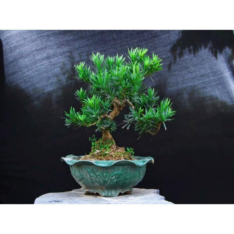 CÂY GIỐNG TÙNG LA HÁN