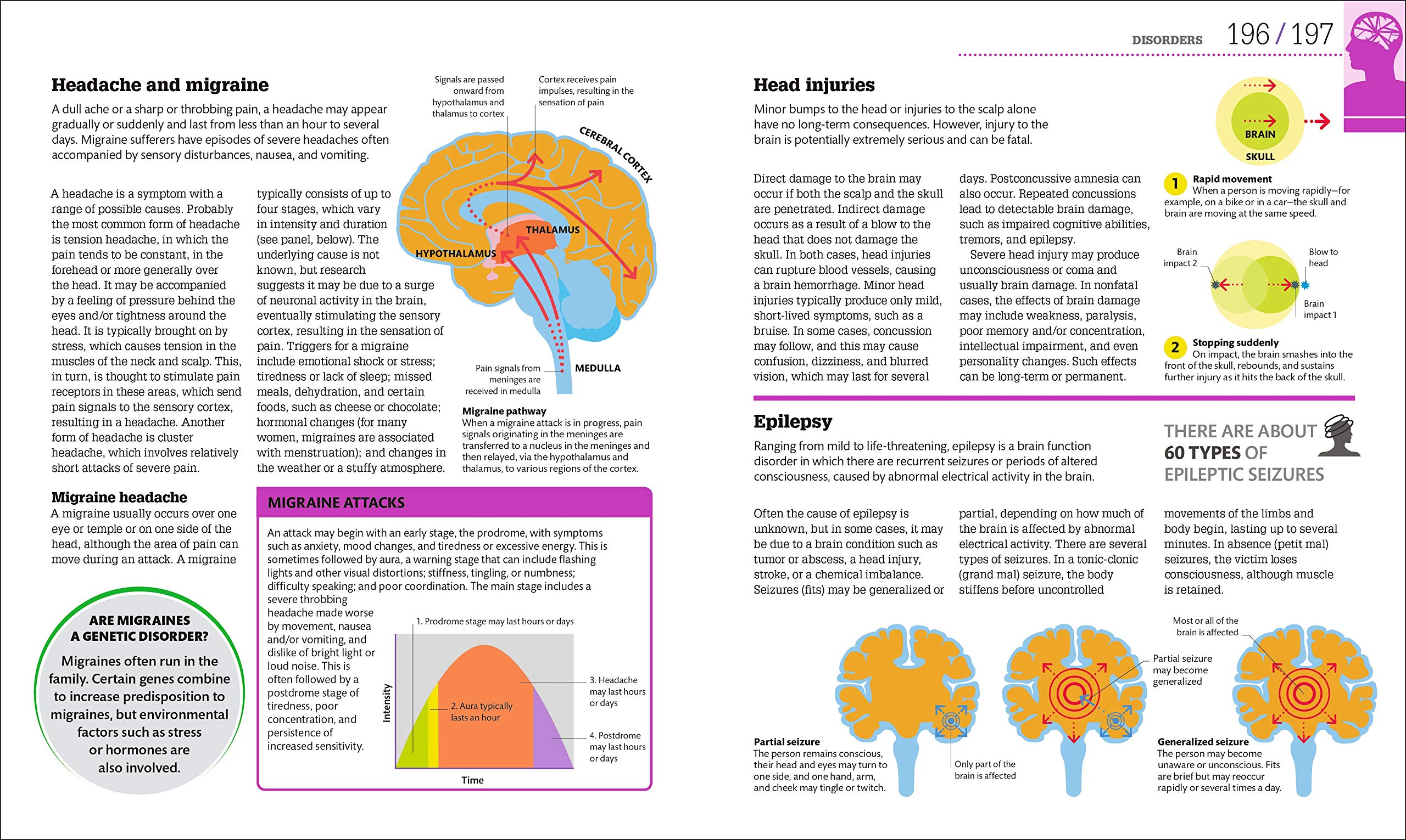 How The Brain Works: The Facts Visually Explained (How Things Work)