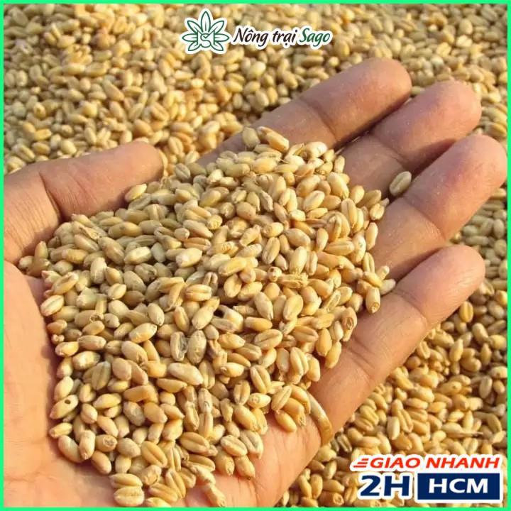 Hạt Giống Cỏ Lúa Mì Dễ Trồng, Thơm Ngon, Nhanh Thu Hoạch - Gói 100gr