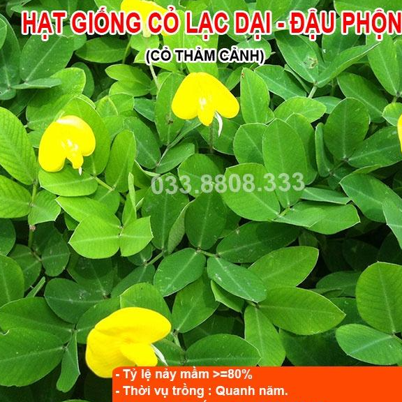 HẠT GIỐNG CỎ LẠC TIÊN 300 HẠT - CỎ THẢM CẢNH, CỎ TRANG TRÍ SÂN VƯỜN
