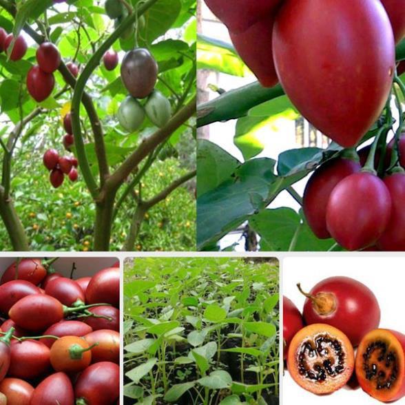 CÂY GIỐNG CÀ CHUA THÂN GỖ