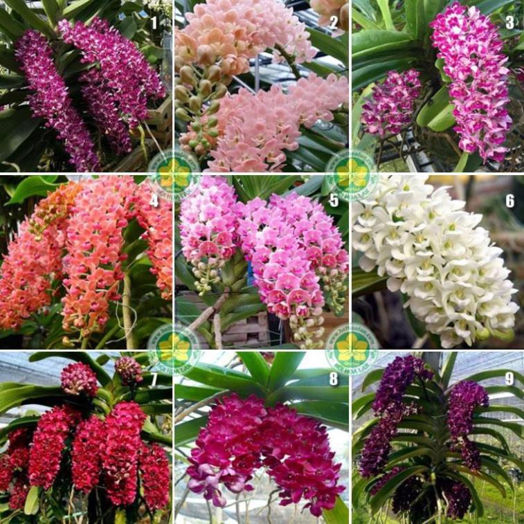 Hoa lan đai châu trắng đài loan