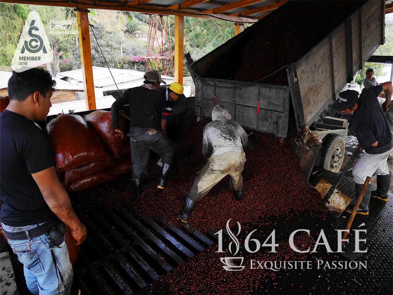 Cà phê hảo hạng 1864 CAFÉ Guatemala Puerta Verde nguyên hạt 220g