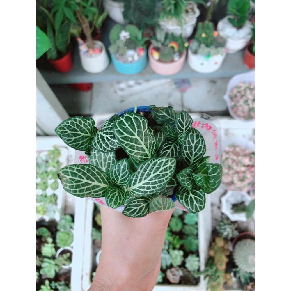 Chậu cây cẩm nhung