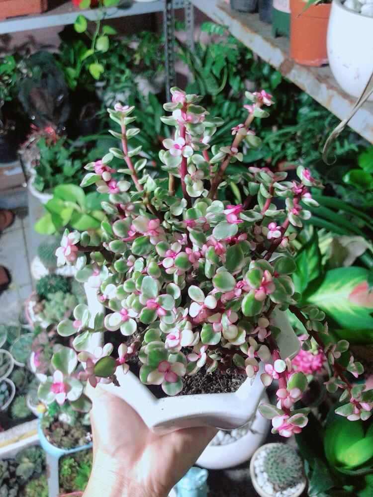 Chậu Cây Cành Vàng Lá Ngọc