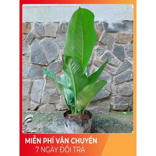 Cây Đại Phú Gia