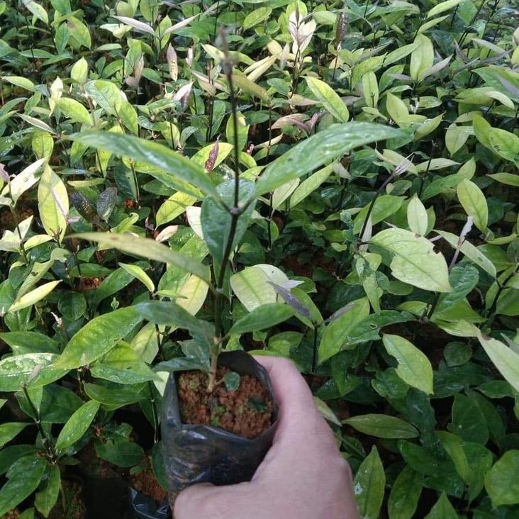 Cây Giống Ba Kích Tím Bổ Thận, Tráng Dương
