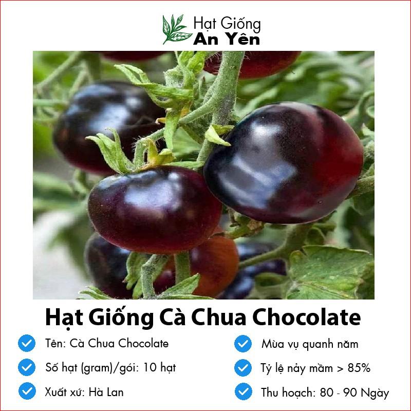 Hạt giống Cà Chua Chocolate thu hoạch sớm, dễ trồng, nảy mầm cao, sinh trưởng khoẻ