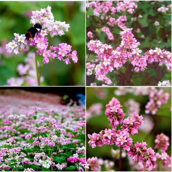 Hạt giống hoa tam giác mạch - 10gr/gói