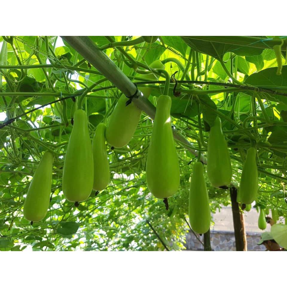 Hạt Giống Bầu Xị F1 KNS319- Gói 10 hạt