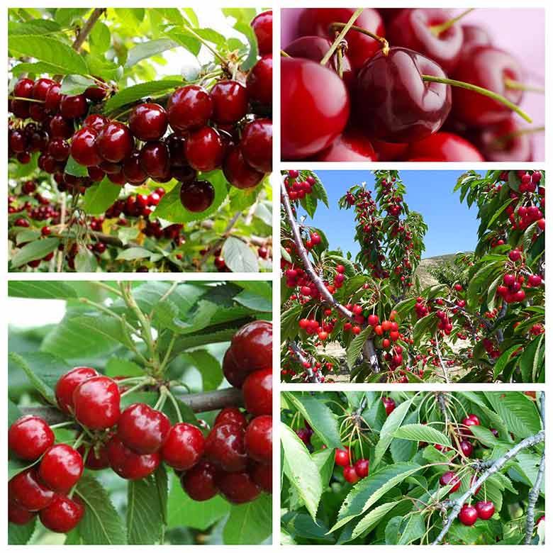 cây giống cherry anh đào mỹ ra quả quanh năm- cây giống nhập khẩu