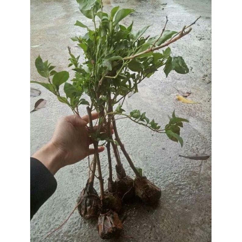 Giấy thái leo tường
