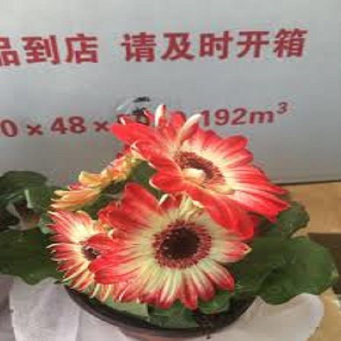 COMBO 5 CHẬU HOA ĐỒNG TIỀN LÙN HÀ LAN SIÊU ĐẸP ĐỦ MẶT HOA