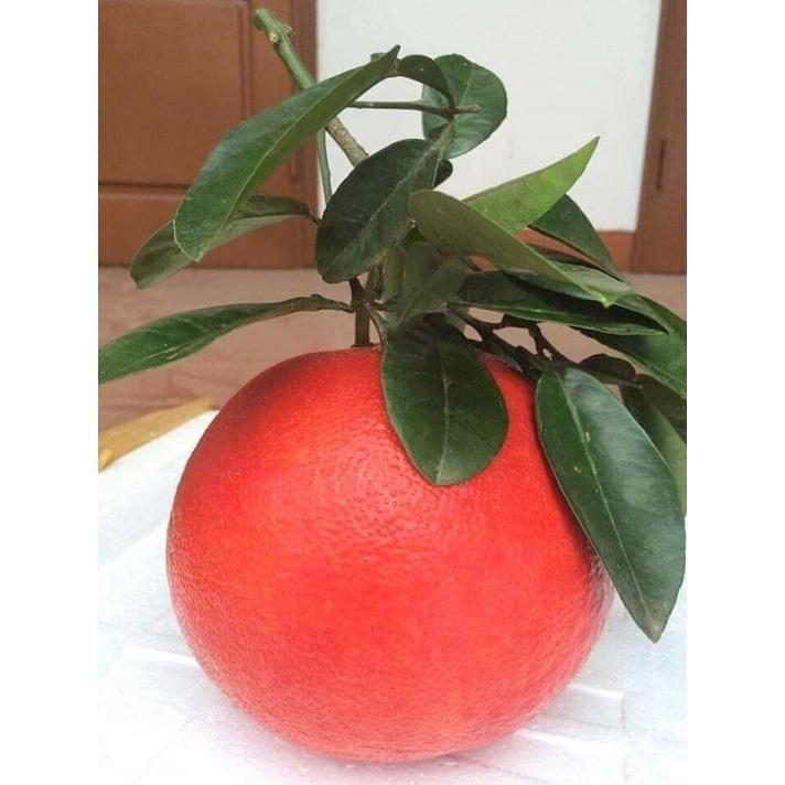 Cây giống Bưởi ruột đỏ Tiến Vua, cây giống thế hệ mới năng suất cao, chịu hạn, ít sâu bệnh