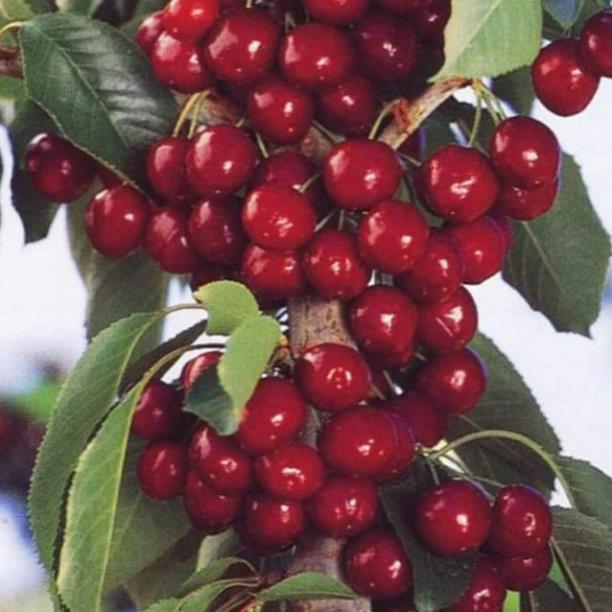 Sản phẩm CÂY GIỐNG CHERRY BRAZIL