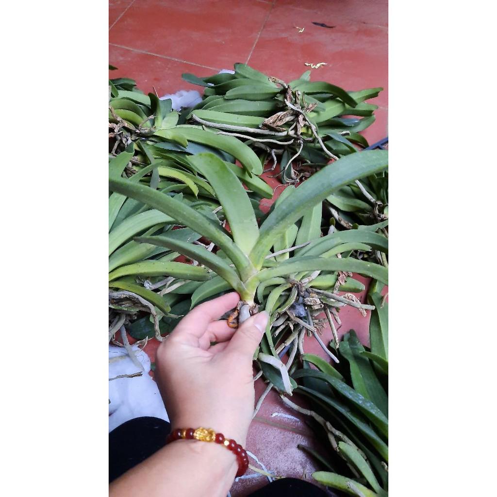 Hoa phong lan đai châu rừng bóc trụ , cây cực đẹp