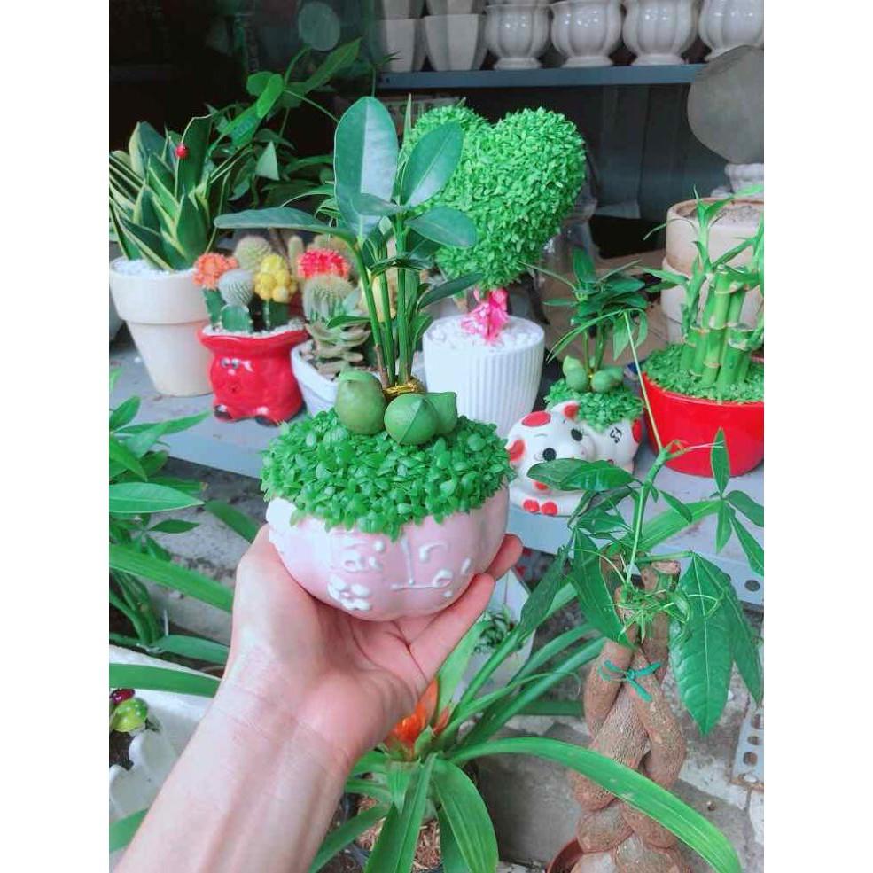 Chậu cây may mắn Bán Chạy