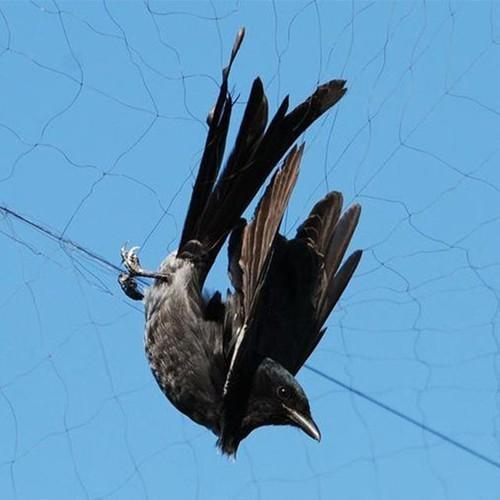 Lưới chim Thái Lan cao 5m,dài 50m,mắt lưới 4cm