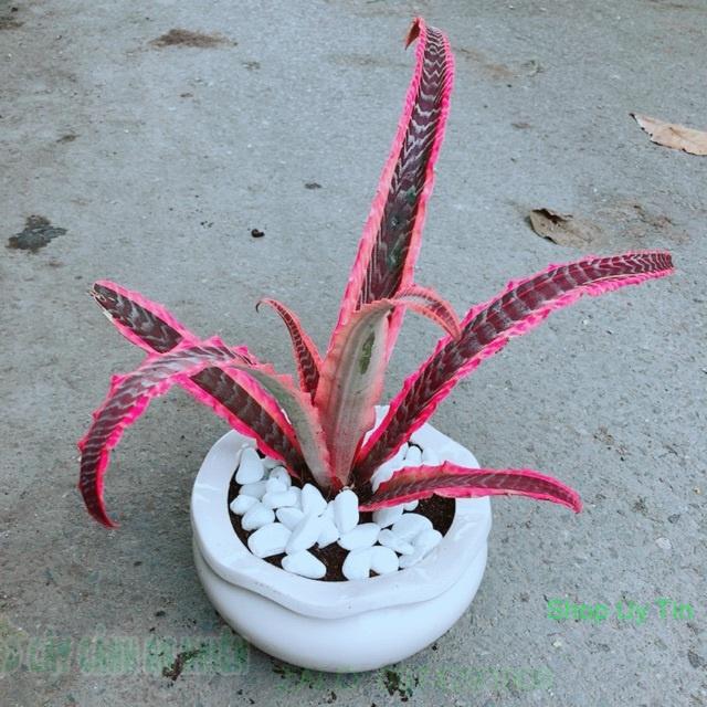 Chậu Cây Dứa Nữ Hoàng