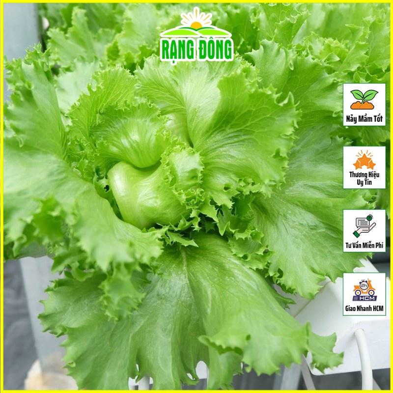 Hạt giống Xà Lách Cuộn, Xà Lách Mỹ Minetto - Hạt Giống Rạng Đông