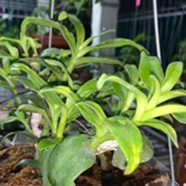 Hoa lan - 5CT mắt mờ hải dương