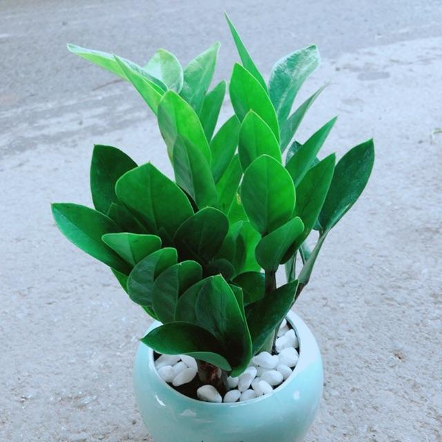 Chậu Kim Tiền Thái
