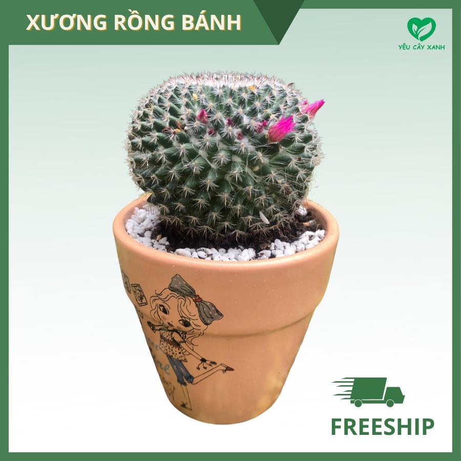 Cây Xương Rồng Bánh Sinh Nhật Tròn