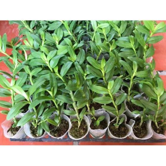 Hoa phong lan 5ct họng hồng