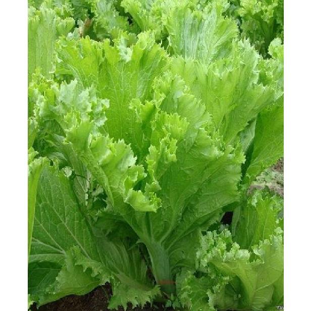 Hạt giống rau cải bẹ mào gà -gói 20gram/tặng kèm gói phân bón lót