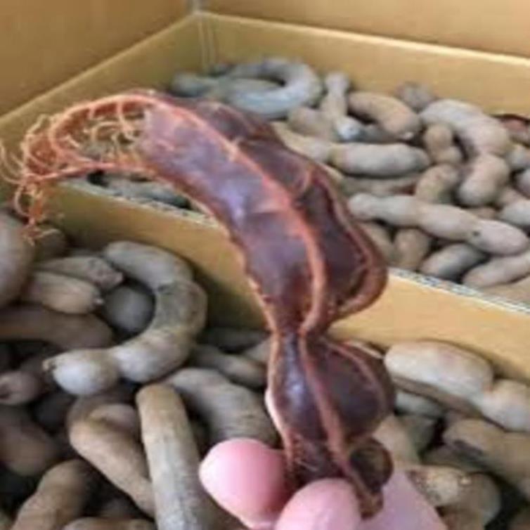 Cây giống me thái ngọt cây giống chuẩn cho năng suất cao dễ chăm sóc