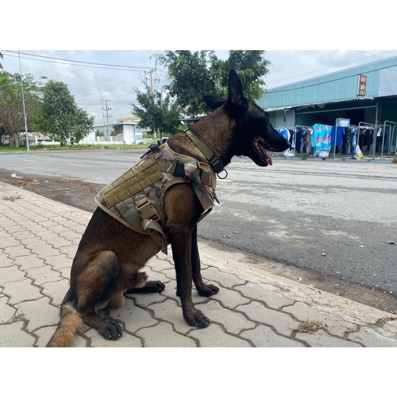 đai lưng nghiệp vụ huấn luyện chó malinois ,bolie,corgi,doberman,v.v