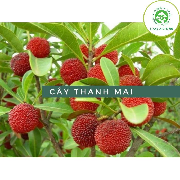 Cây thanh mai cao 50 ra trái sau 12 tháng
