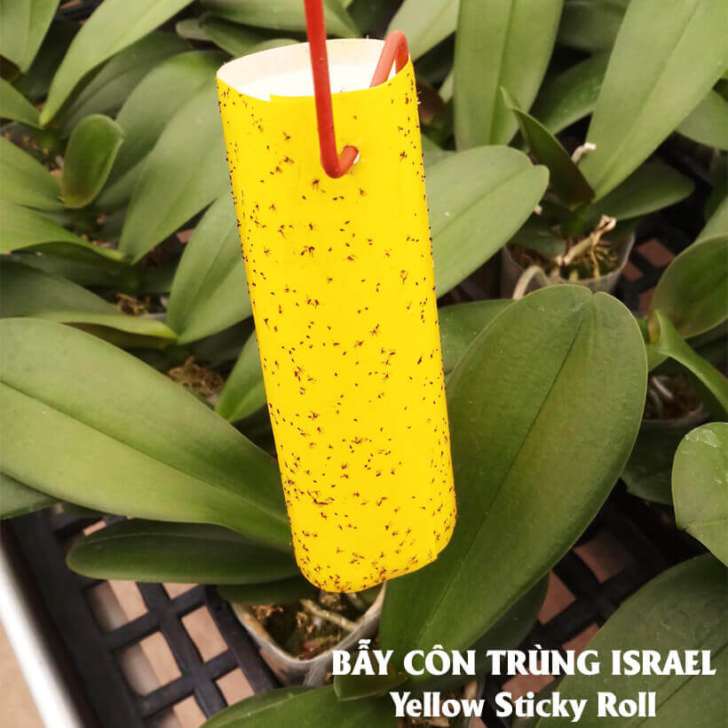 50 Miếng Dính Vàng Côn Trùng nhập khẩu Israel (Sticky Yellow Rol ngang 18cm x 22cm, 2 mặt keo) là keo dính sinh học màu vàng dùng bẫy hiệu quả Ruồi các loại, Bọ Phấn, Bọ Trĩ, Bướm và côn trùng khác…