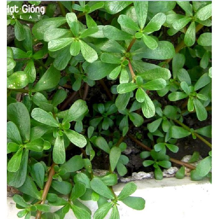 Hạt giống rau sam đất KNS306 - Gói 2gram