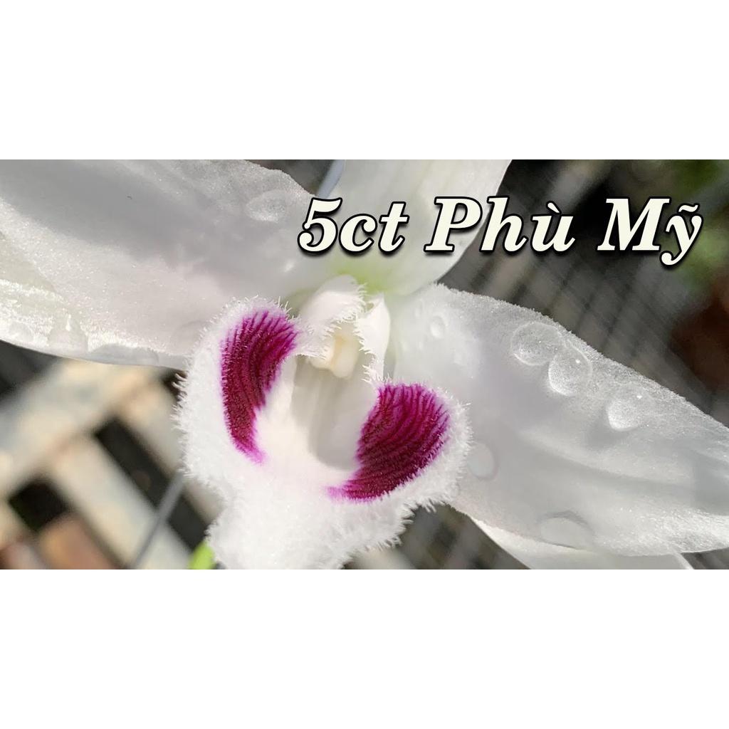 Cốc lan phi điệp đột biến 5 cánh trắng PHÙ MỸ , hoa cực đẹp, cực hiếm, hàng gieo hạt, cây y hình