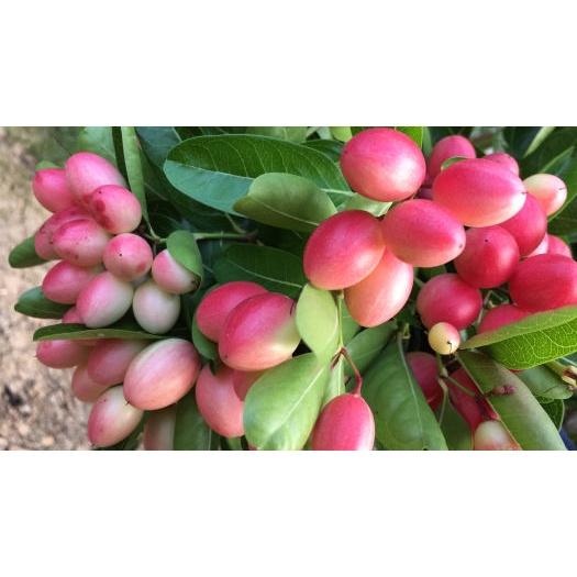 CÂY GIỐNG SI RÔ SIÊU SỚM .