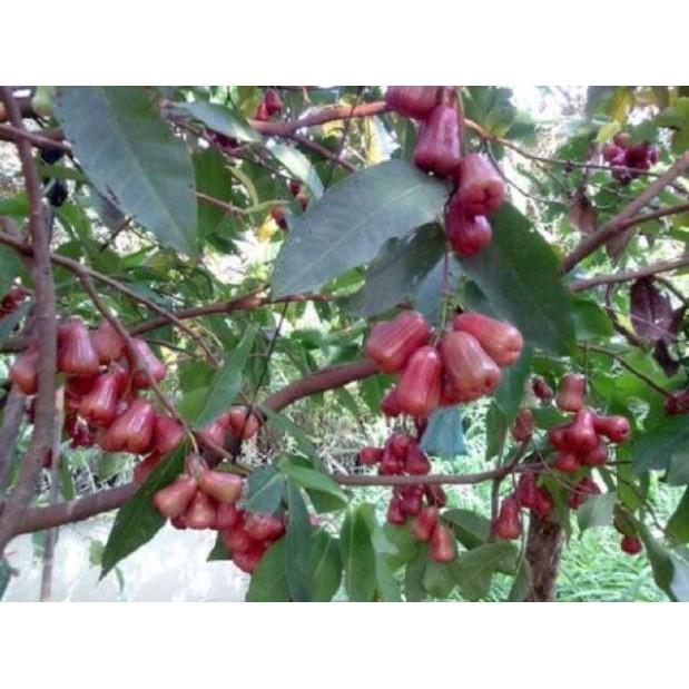 Roi đỏ thai + Tặng 01 cây dâu da đất