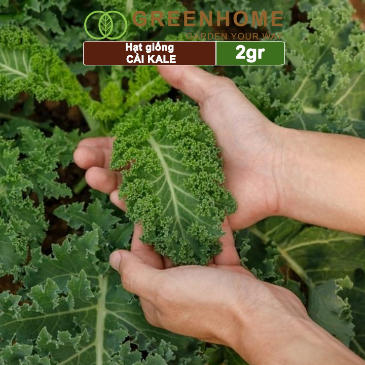 Hạt giống Cải xoăn Kale Greenhome, 2gr, dễ trồng, giàu dinh dưỡng R16